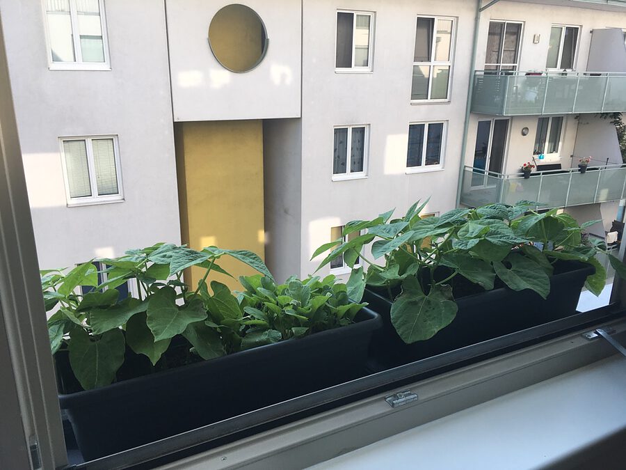 Masu Basisset mit Kräutergarten am Fenster